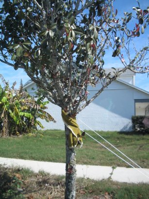 Melissa's Tree
